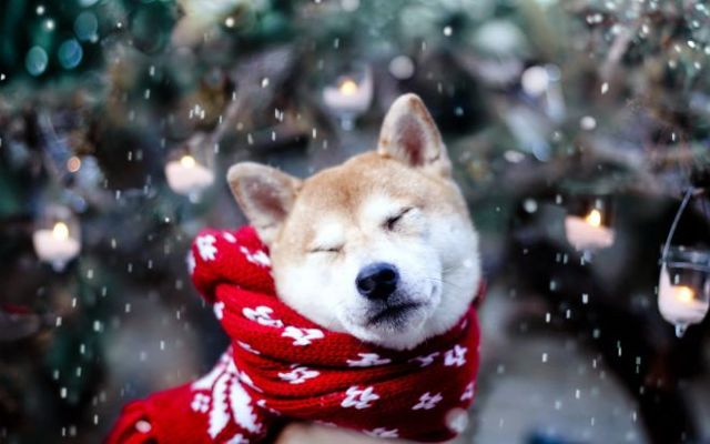 Как обоняние животных помогает человеку