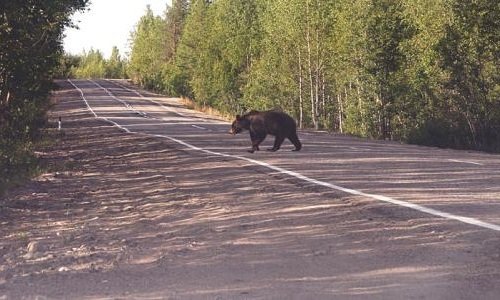 Как обоняние животных помогает человеку