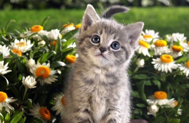 Как определить пол котенка – советы и рекомендации