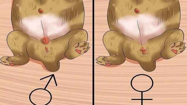 Как определить пол котенка – советы и рекомендации