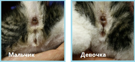 Как определить пол котенка – советы и рекомендации