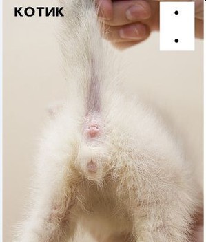 Как определить пол котенка – советы и рекомендации