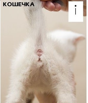 Как определить пол котенка – советы и рекомендации