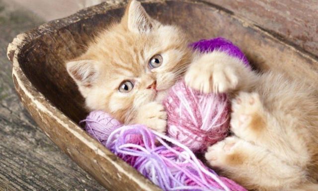 Как определить пол котенка – советы и рекомендации