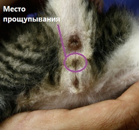 Как определить пол котенка – советы и рекомендации