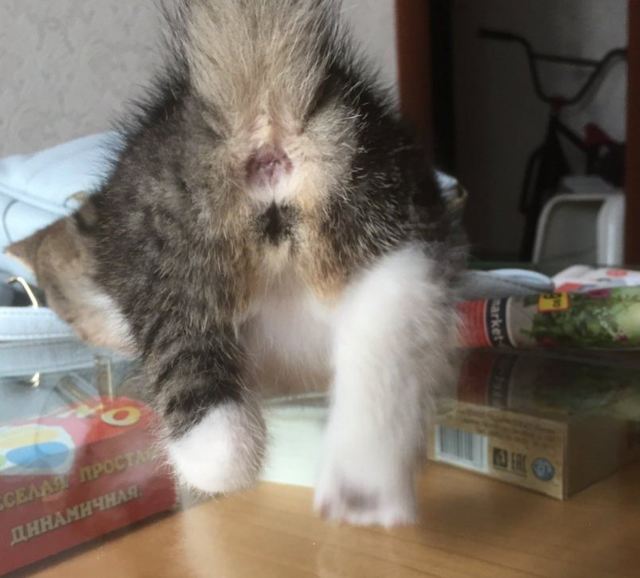 Как определить пол котенка – советы и рекомендации