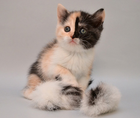 Как определить пол котенка – советы и рекомендации