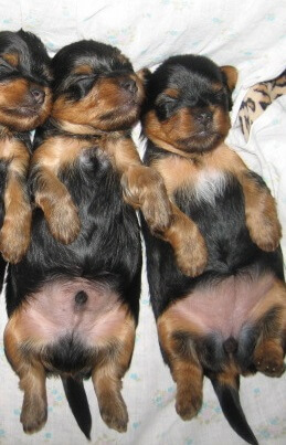 Как определить пол котенка – советы и рекомендации