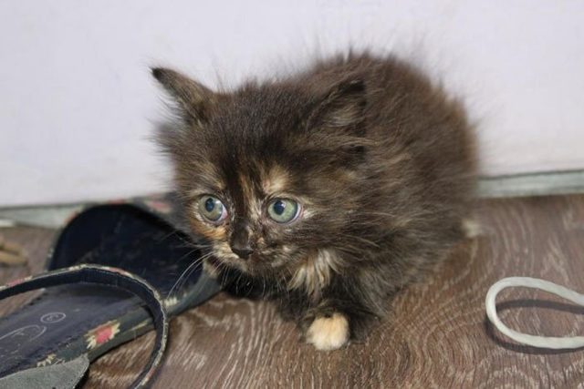 Как определить пол котенка – советы и рекомендации