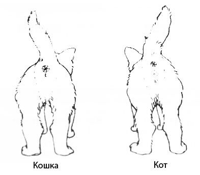 Как определить пол котенка – советы и рекомендации