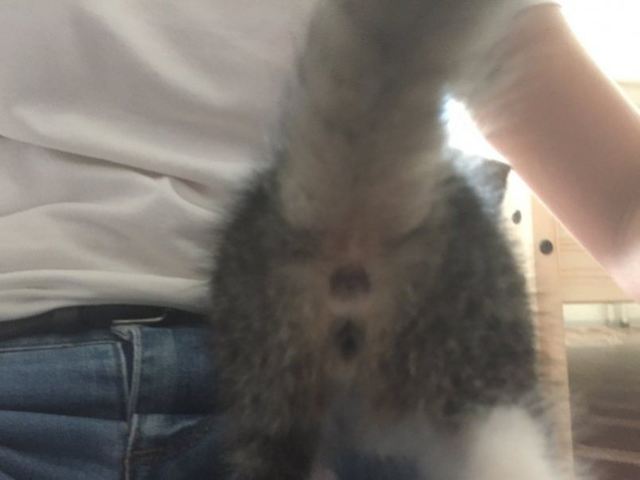 Как определить пол котенка – советы и рекомендации