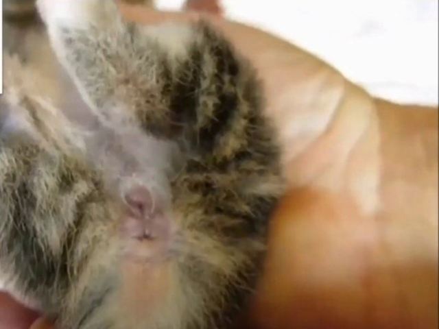 Как определить пол котенка – советы и рекомендации