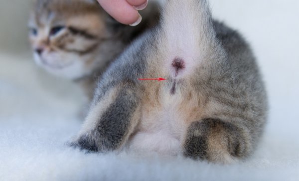 Как определить пол котенка – советы и рекомендации