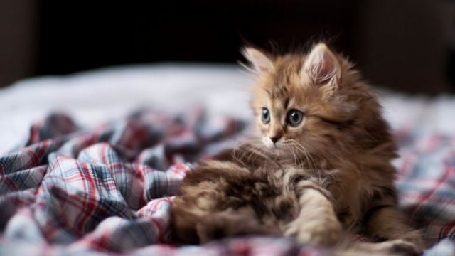 Как определить пол котенка – советы и рекомендации