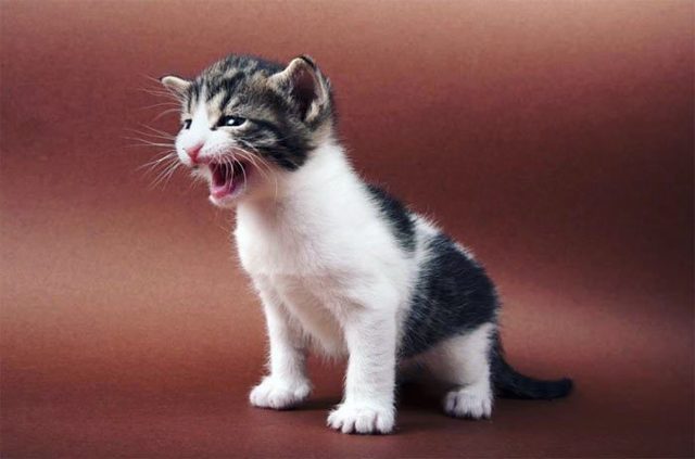 Как определить пол котенка – советы и рекомендации