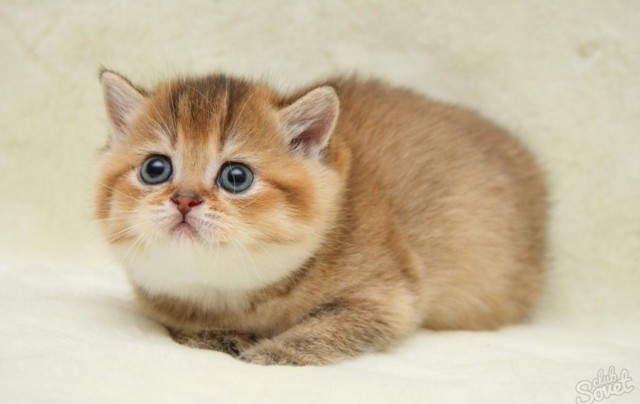 Как определить пол котенка – советы и рекомендации