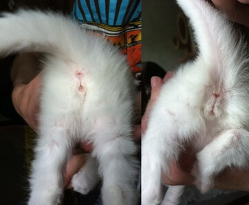 Как определить пол котенка – советы и рекомендации