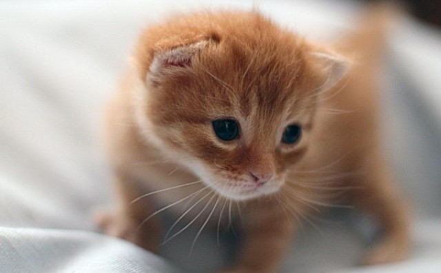 Как определить пол котенка – советы и рекомендации