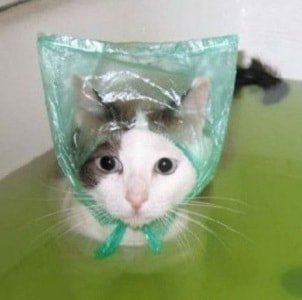 Как помыть кота, кошку – советы и рекомендации