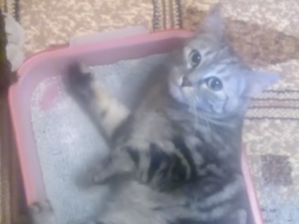 Как приучить дворовую кошку к домашнему туалету