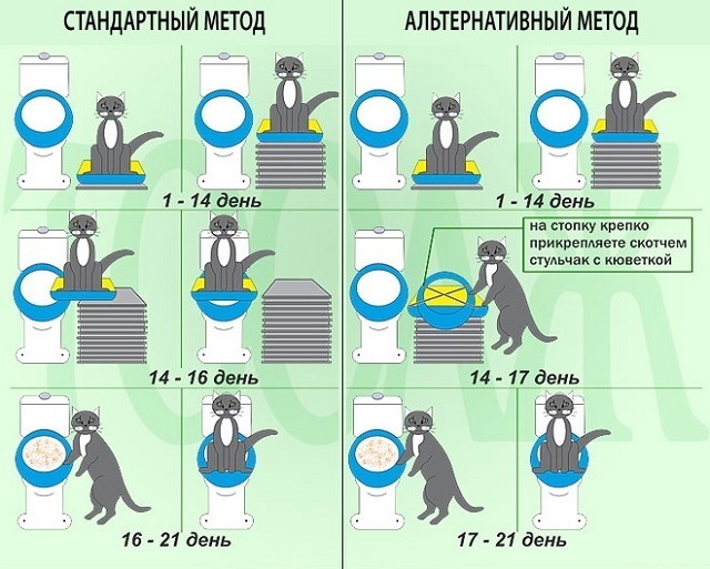 Как приучить дворовую кошку к домашнему туалету