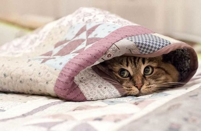Как приучить дворовую кошку к домашнему туалету