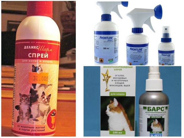 Как вывести блох у кошки, средства от блох, полезные советы