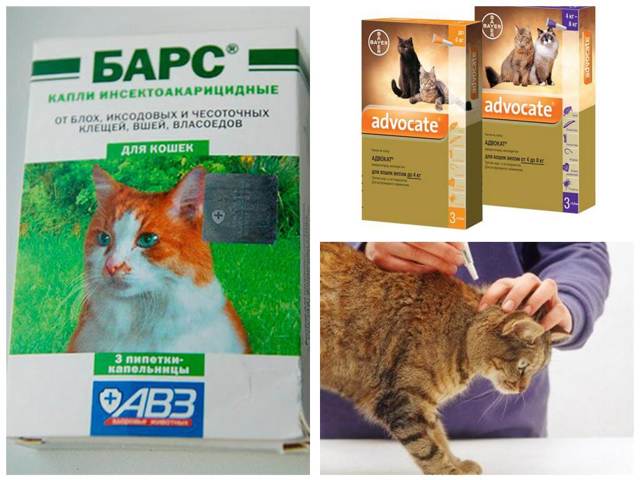 Как вывести блох у кошки, средства от блох, полезные советы