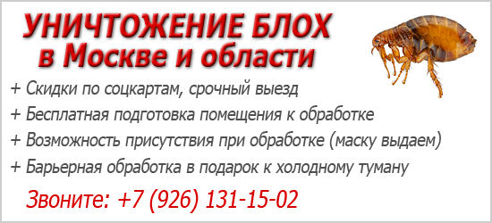 Как вывести блох у кошки, средства от блох, полезные советы