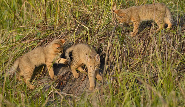 Камышовый кот (Хаус) – фото, описание, питание, содержание, купить