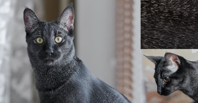 Камышовый кот (Хаус) – фото, описание, питание, содержание, купить