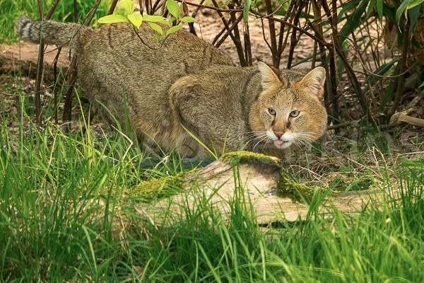 Камышовый кот (Хаус) – фото, описание, питание, содержание, купить