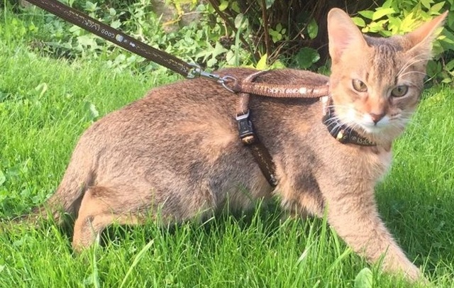 Камышовый кот (Хаус) – фото, описание, питание, содержание, купить