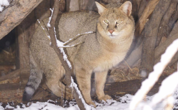 Камышовый кот (Хаус) – фото, описание, питание, содержание, купить