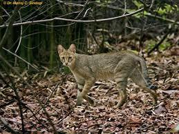 Камышовый кот (Хаус) – фото, описание, питание, содержание, купить