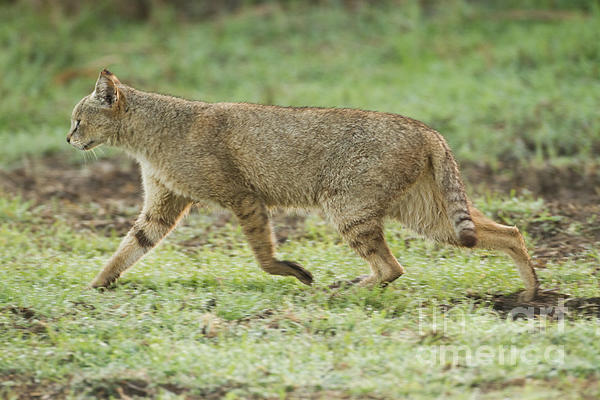 Камышовый кот (Хаус) – фото, описание, питание, содержание, купить