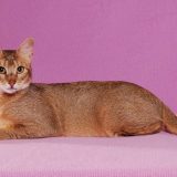 Камышовый кот (Хаус) – фото, описание, питание, содержание, купить