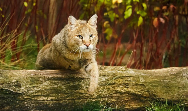 Камышовый кот (Хаус) – фото, описание, питание, содержание, купить