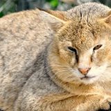 Камышовый кот (Хаус) – фото, описание, питание, содержание, купить