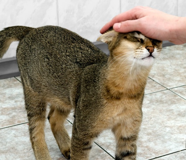 Камышовый кот (Хаус) – фото, описание, питание, содержание, купить