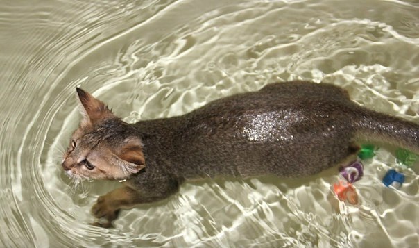 Камышовый кот (Хаус) – фото, описание, питание, содержание, купить