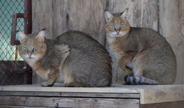 Камышовый кот (Хаус) – фото, описание, питание, содержание, купить