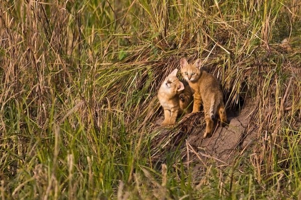Камышовый кот (Хаус) – фото, описание, питание, содержание, купить