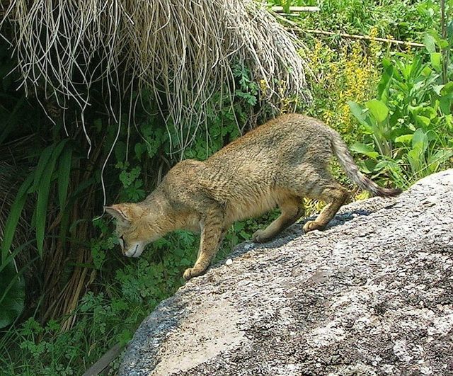 Камышовый кот (Хаус) – фото, описание, питание, содержание, купить