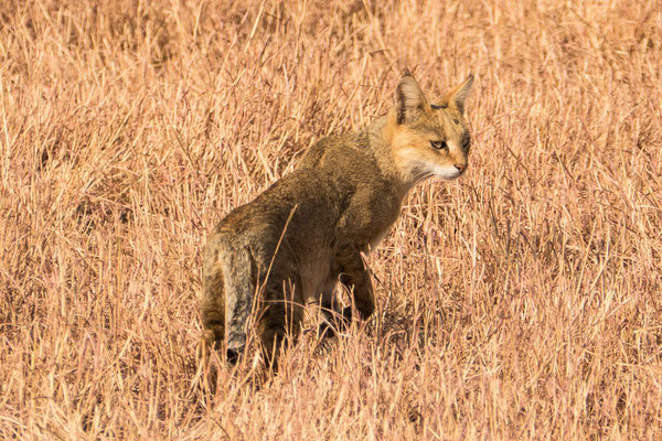 Камышовый кот (Хаус) – фото, описание, питание, содержание, купить