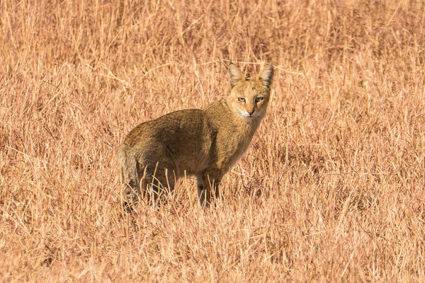 Камышовый кот (Хаус) – фото, описание, питание, содержание, купить