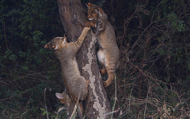 Камышовый кот (Хаус) – фото, описание, питание, содержание, купить