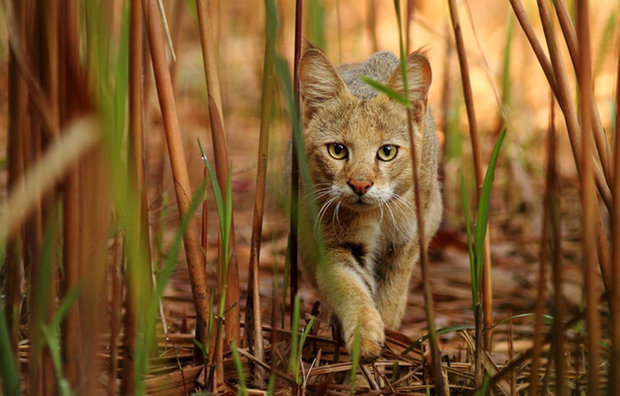 Камышовый кот (Хаус) – фото, описание, питание, содержание, купить