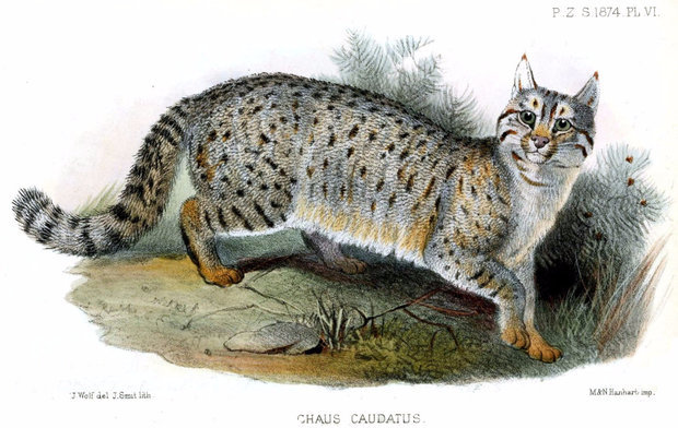 Камышовый кот (Хаус) – фото, описание, питание, содержание, купить