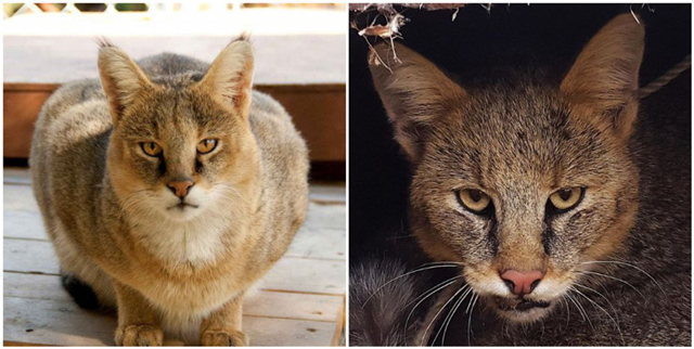 Камышовый кот (Хаус) – фото, описание, питание, содержание, купить